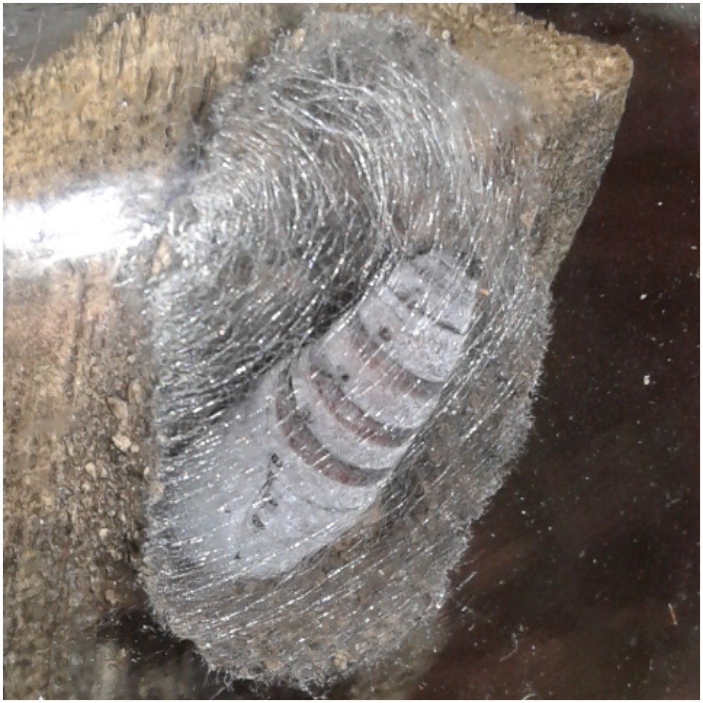 Dysgonia cfr. torrida (Erebidae)